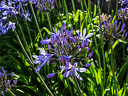 C7娱乐平台种植基地一