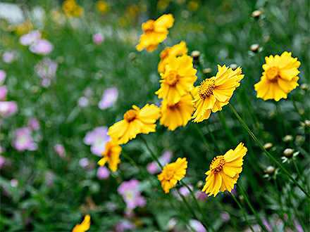 C7娱乐平台种植基地三