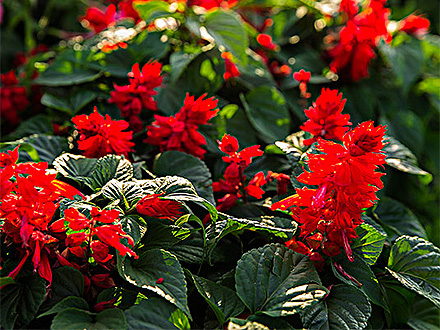 C7娱乐平台种植基地四