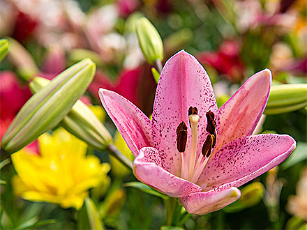 C7娱乐平台产品展示二