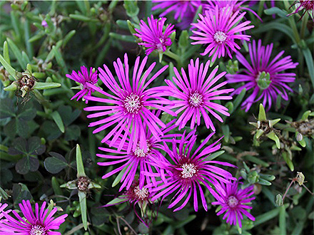 C7娱乐平台产品展示六